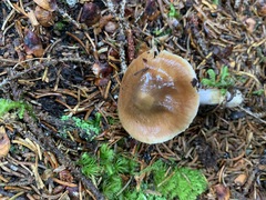 Cortinarius stillatitius