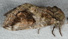 Heterocampa obliqua