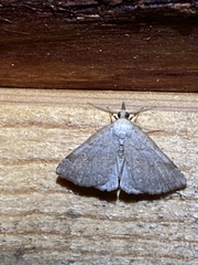 Renia discoloralis