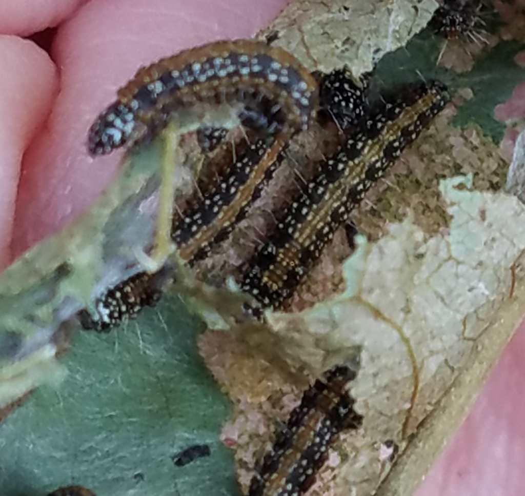 Asimina Webworm Moth