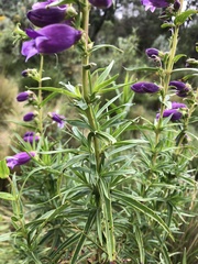 Penstemon gentianoides