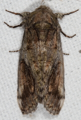 Heterocampa obliqua