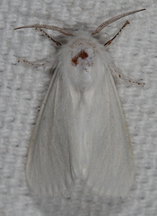 Spilosoma congrua
