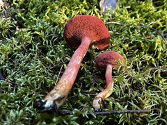 Chalciporus rubinellus