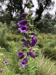 Penstemon gentianoides