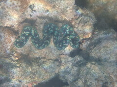 Tridacna