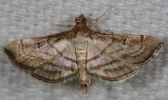 Marasmia trapezalis