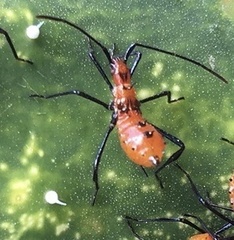 Leptoglossus oppositus