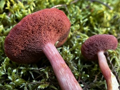 Chalciporus rubinellus