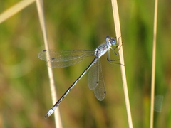 Lestes unguiculatus