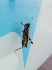 Melanoplus