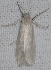 Rupela tinctella