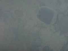 Chaetodon reticulatus