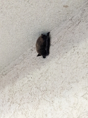 Myotis