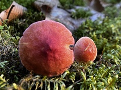 Chalciporus rubinellus