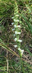 Spiranthes casei casei