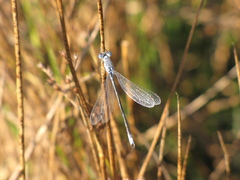 Lestes unguiculatus