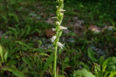 Spiranthes arcisepala