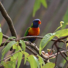 Trichoglossus moluccanus