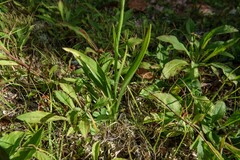 Spiranthes arcisepala