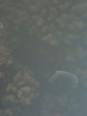 Chaetodon reticulatus