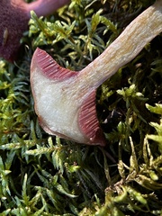 Chalciporus rubinellus