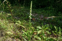 Spiranthes arcisepala