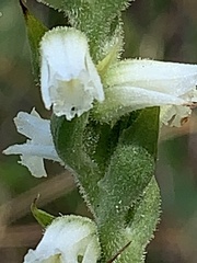 Spiranthes casei casei