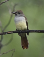 Myiarchus tyrannulus