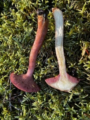 Chalciporus rubinellus