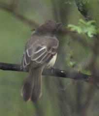 Myiarchus tyrannulus