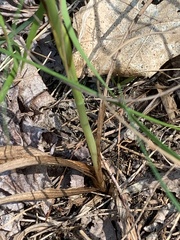 Spiranthes casei casei