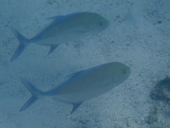 Caranx melampygus