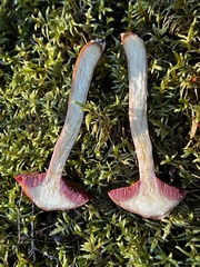 Chalciporus rubinellus