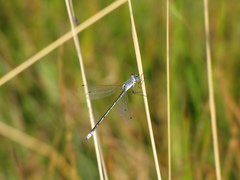 Lestes unguiculatus