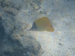 Forcipiger flavissimus