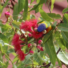 Trichoglossus moluccanus