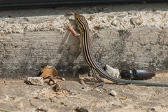 Aspidoscelis sexlineatus