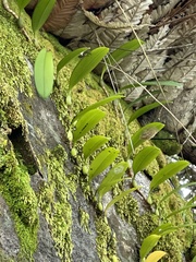 Bulbophyllum baileyi