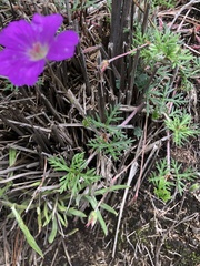 Geranium potentillifolium