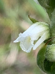 Spiranthes casei casei