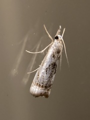 Microcrambus