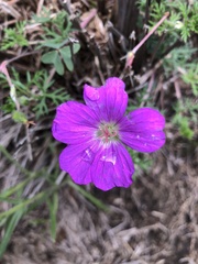 Geranium potentillifolium