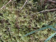 Pleurozium schreberi
