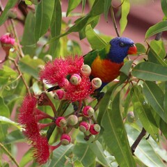 Trichoglossus moluccanus
