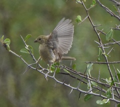 Sporophila morelleti