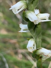 Spiranthes casei casei