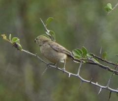 Sporophila morelleti