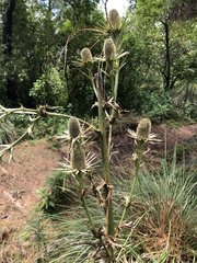 Eryngium proteiflorum