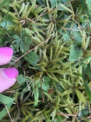 Pleurozium schreberi